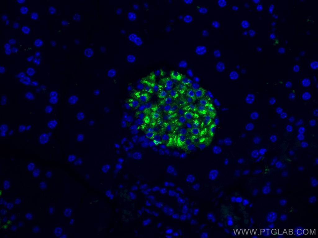 CoraLite®488-conjugated Ins1 Monoclonal antibody