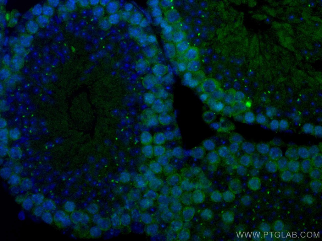 CoraLite®488-conjugated Cyclin B2 Monoclonal antibody