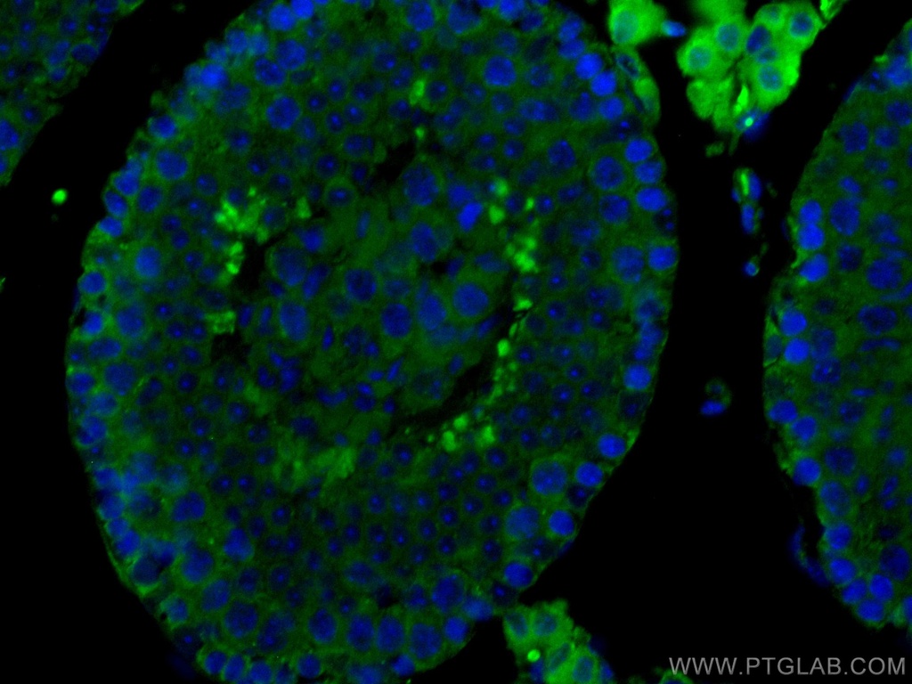 CoraLite®488-conjugated SMCR7L Monoclonal antibody