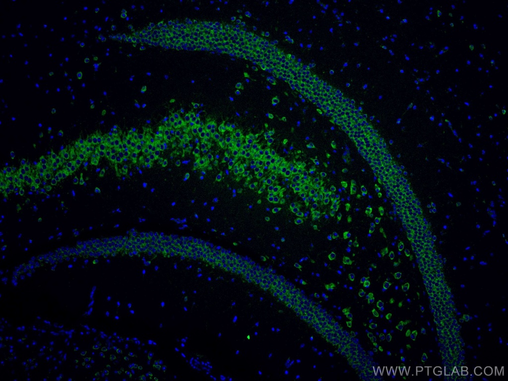 CoraLite®488-conjugated FXR1 Monoclonal antibody