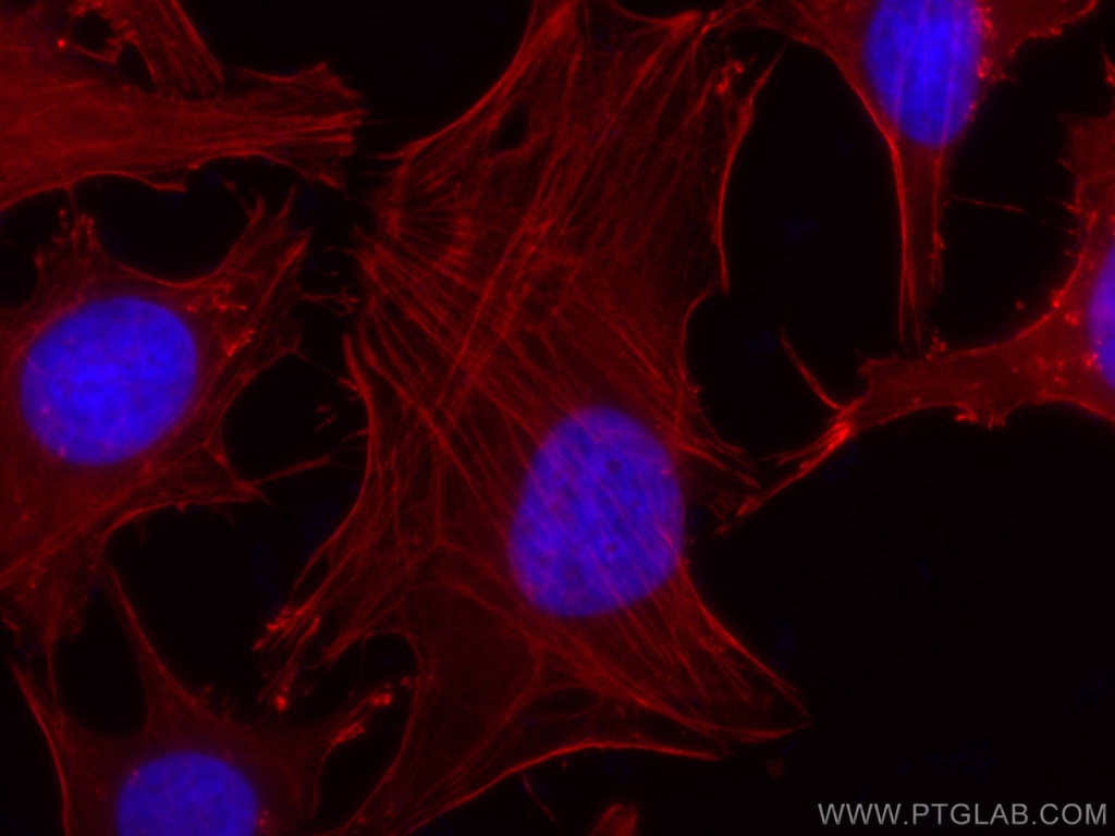 CoraLite®555-conjugated Beta Actin Monoclonal antibody