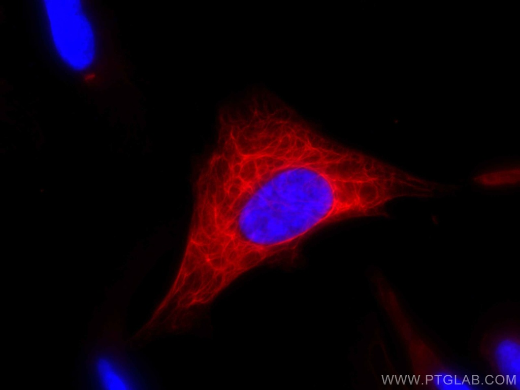 CoraLite®594-conjugated Cytokeratin 19 Polyclonal antibody