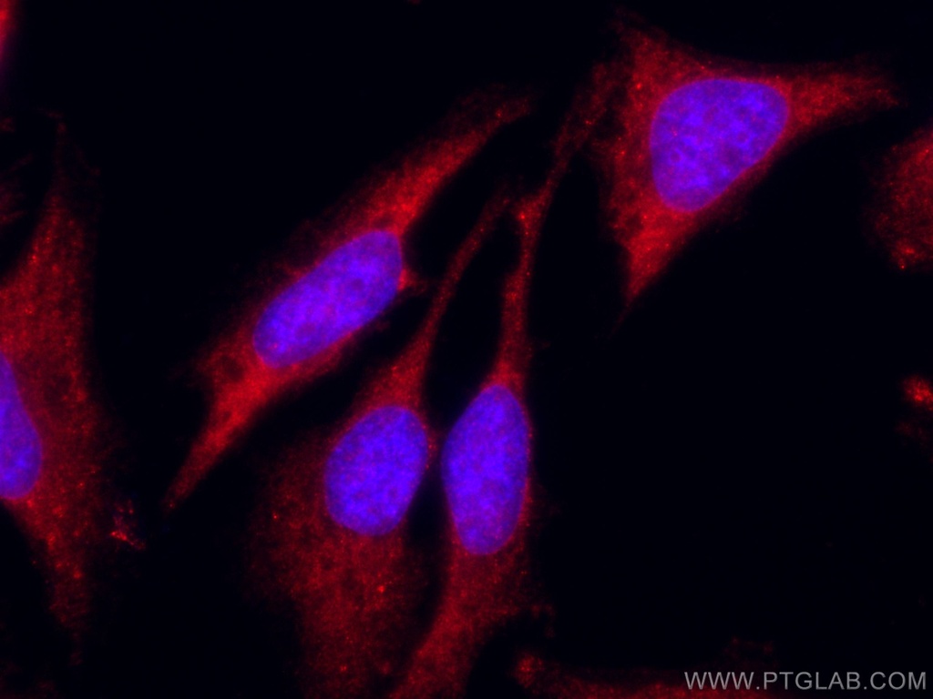 CoraLite®594-conjugated Sestrin 2 Polyclonal antibody