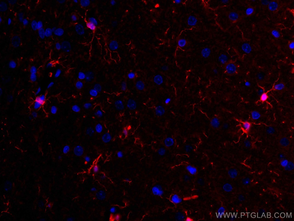 CoraLite®594-conjugated IBA1 Polyclonal antibody