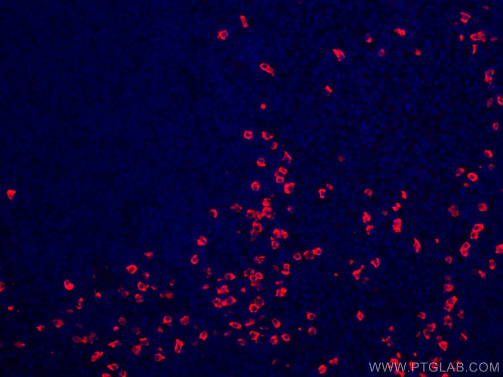 CoraLite®594-conjugated Human IgA Heavy Chain Polyclonal antibody
