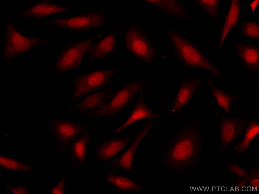 CoraLite®594-conjugated RBM4 Polyclonal antibody