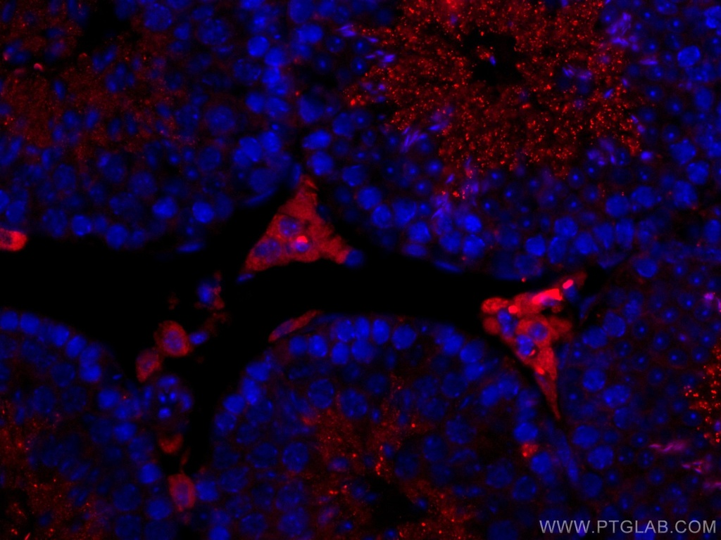 CoraLite®594-conjugated STAR Polyclonal antibody