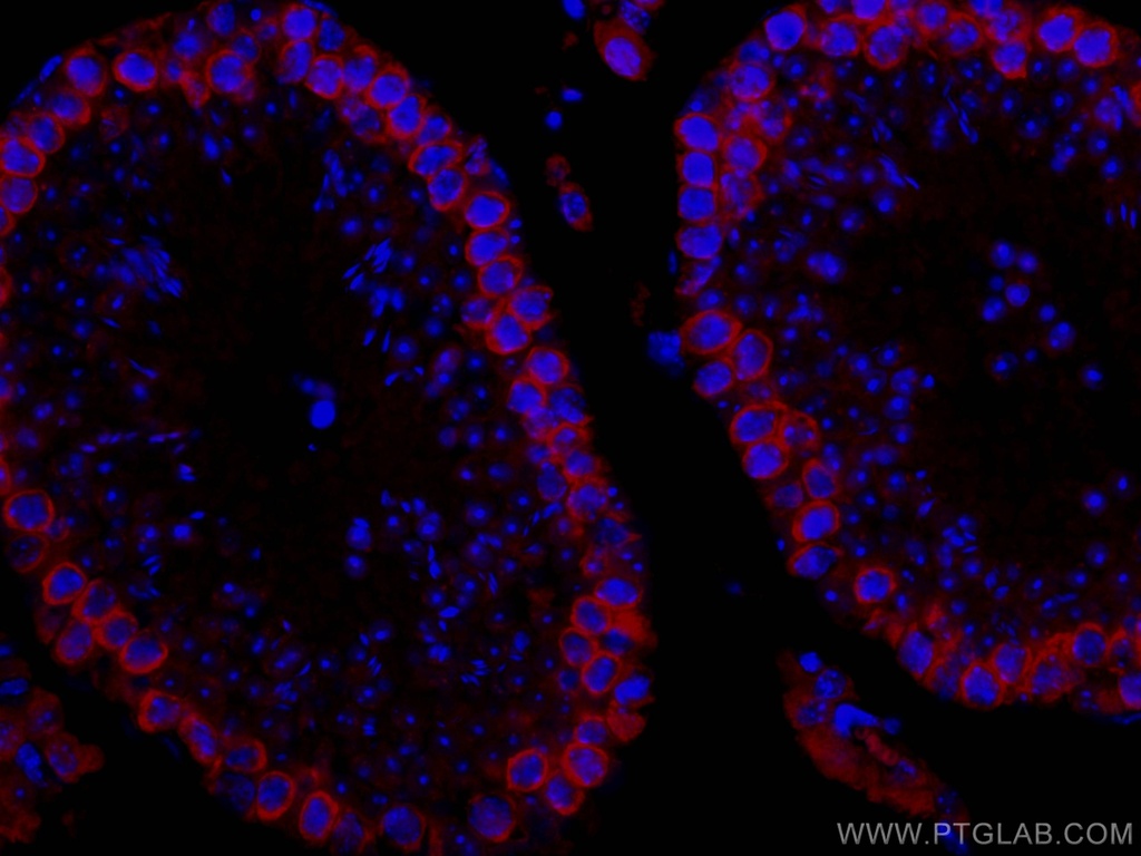 CoraLite®594-conjugated DAZL Polyclonal antibody