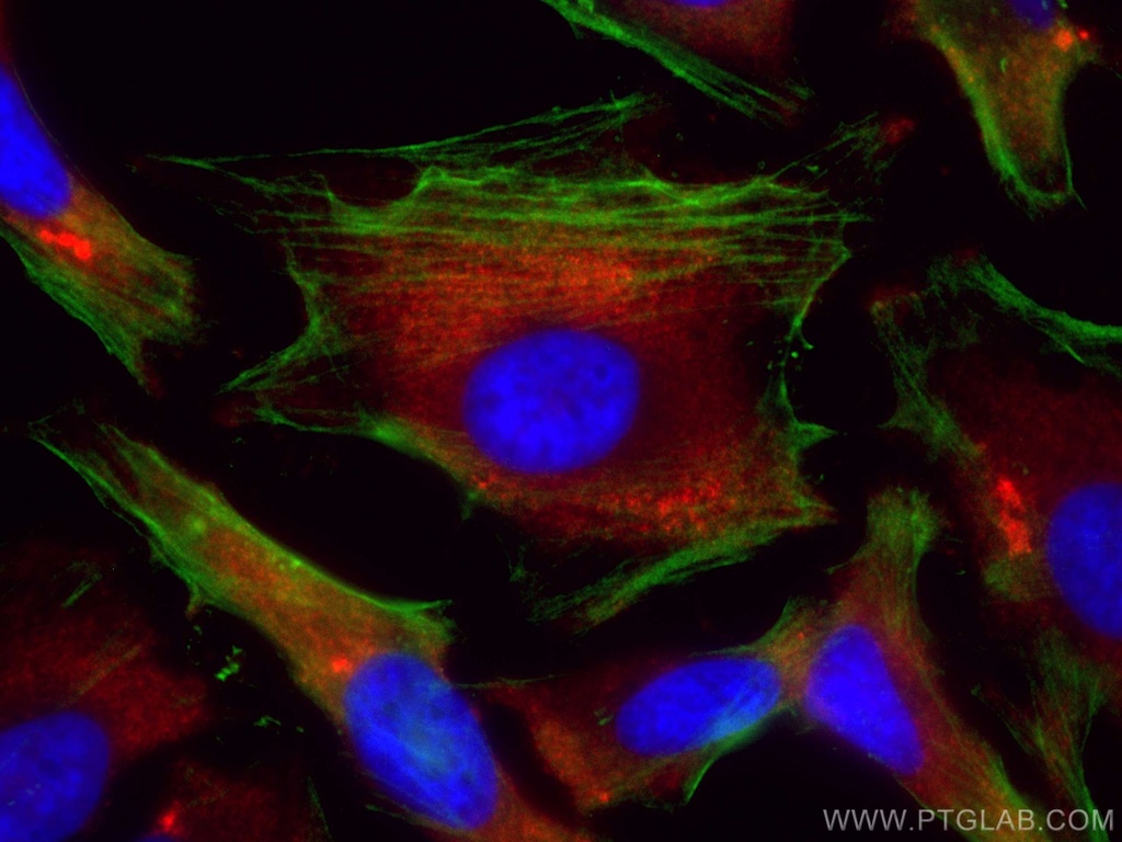 CoraLite®594-conjugated IMPDH2 Polyclonal antibody