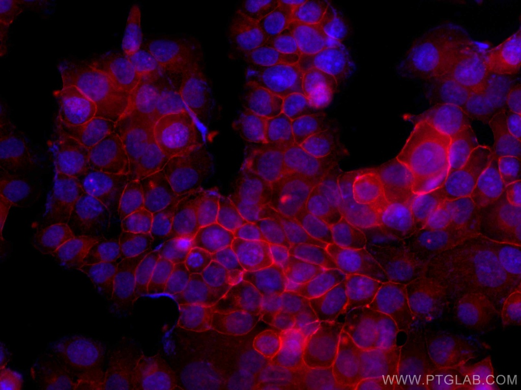CoraLite®594-conjugated Occludin Polyclonal antibody