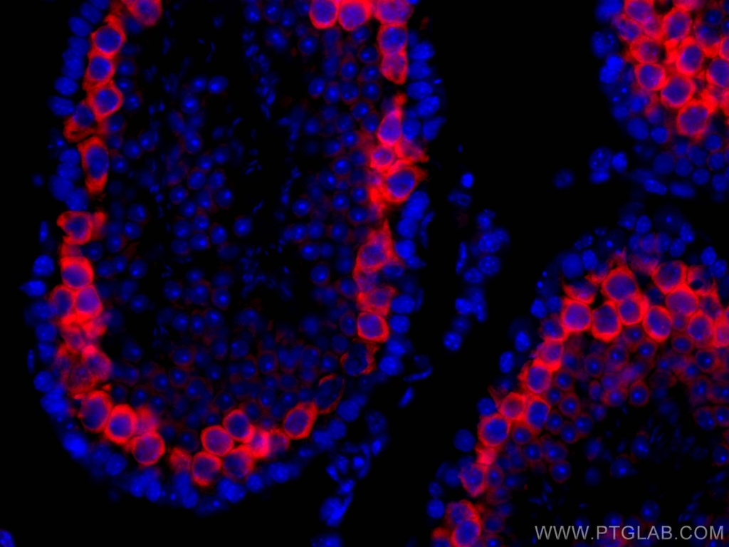 CoraLite®594-conjugated BOULE Polyclonal antibody