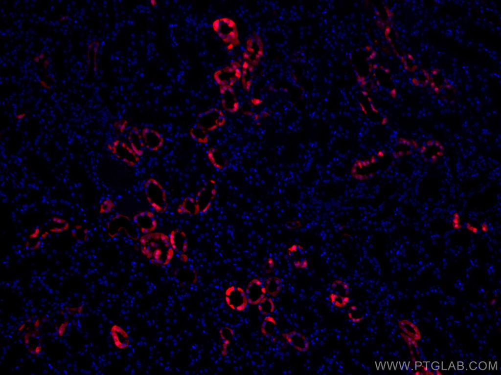 CoraLite®594-conjugated Calbindin-D28k Polyclonal antibody