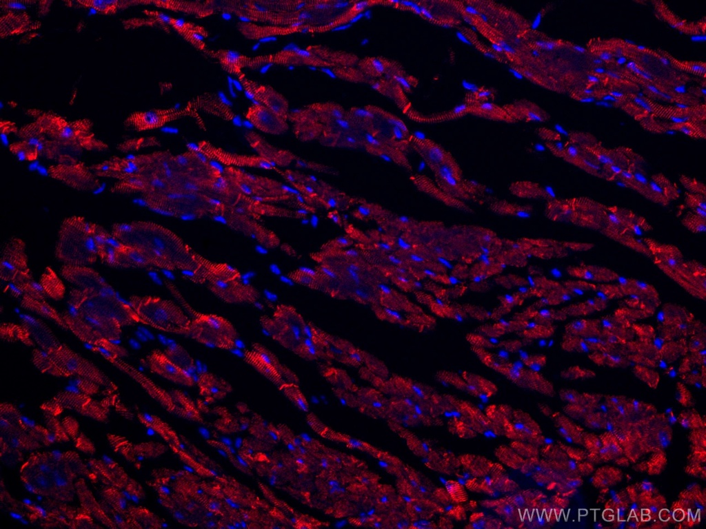 CoraLite®594-conjugated Desmin Polyclonal antibody