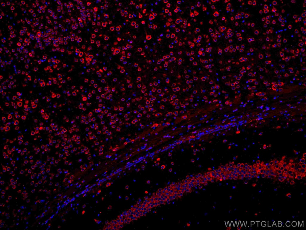 CoraLite®594-conjugated YTHDF1 Polyclonal antibody