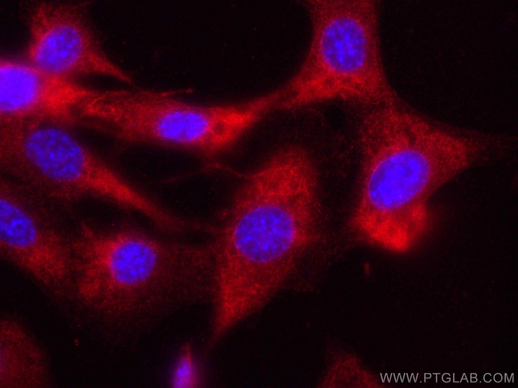 CoraLite®594-conjugated Caspase 3/p17/p19 Polyclonal antibody