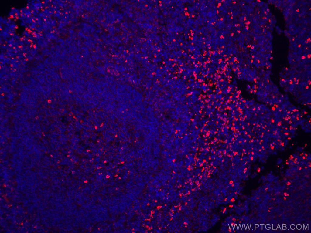 CoraLite®594-conjugated IgG Lambda Light Chain Polyclonal antibody