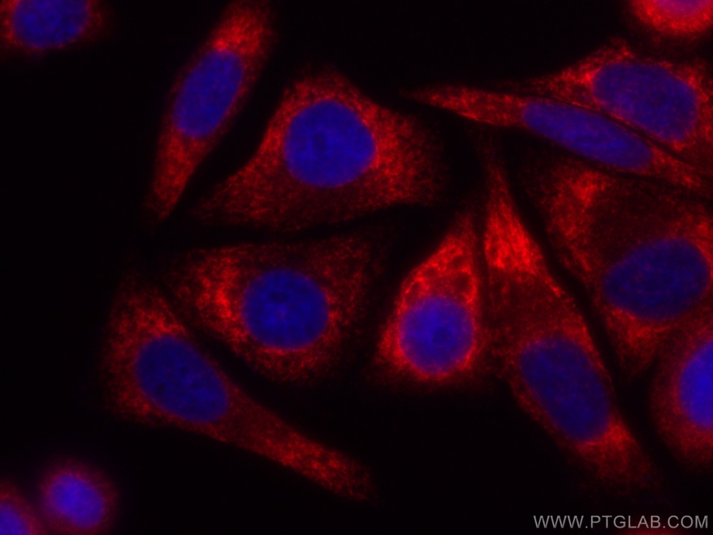 CoraLite®594-conjugated RRBP1 Polyclonal antibody