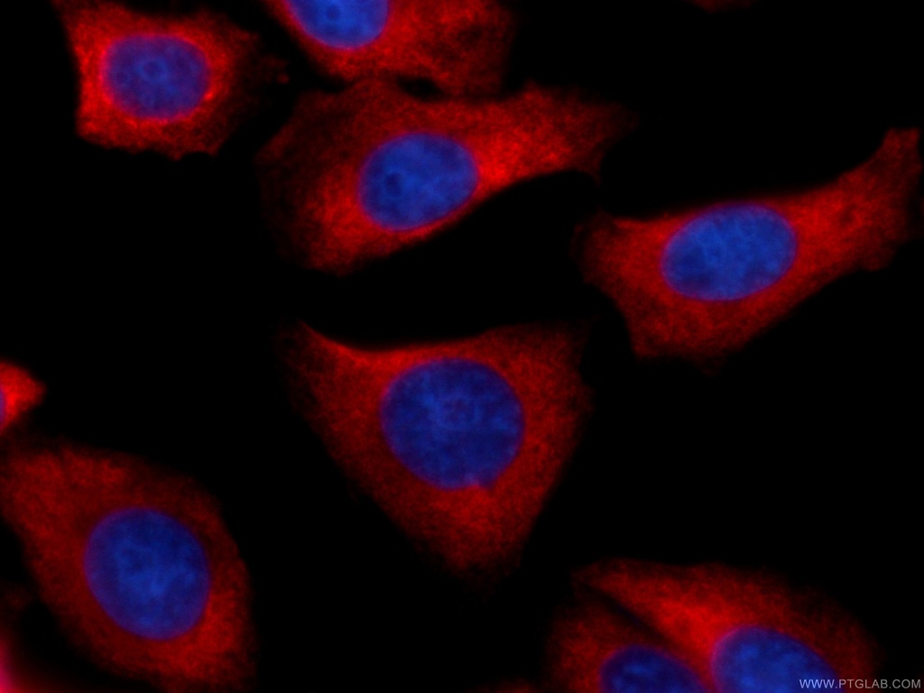 CoraLite®594-conjugated RRM1 Monoclonal antibody