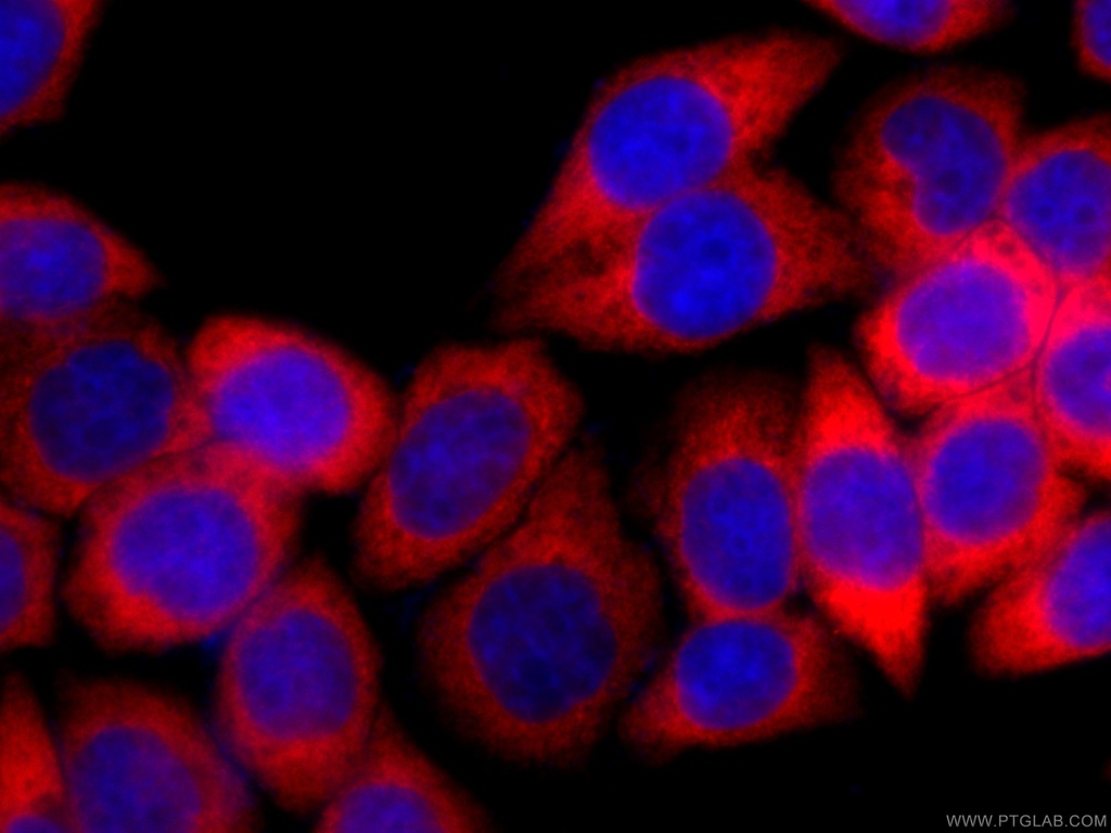 CoraLite®594-conjugated EEF1D Monoclonal antibody