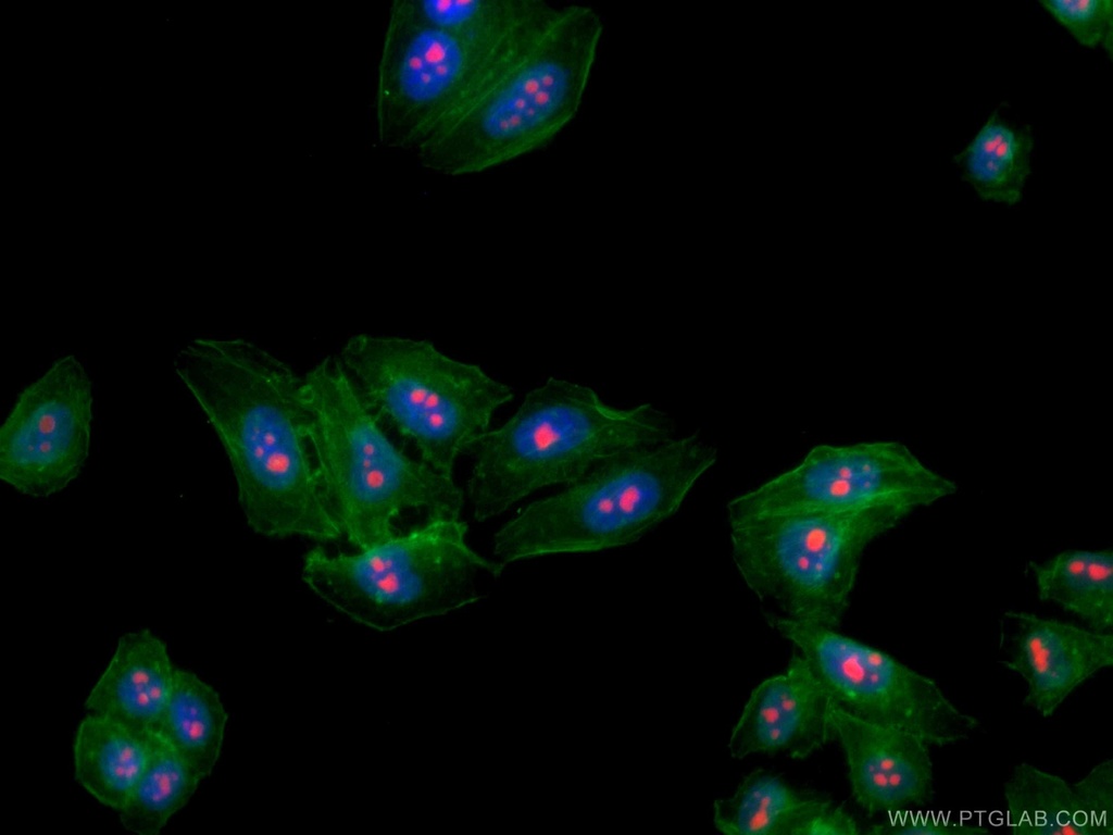CoraLite®594-conjugated B23/NPM1 Monoclonal antibody
