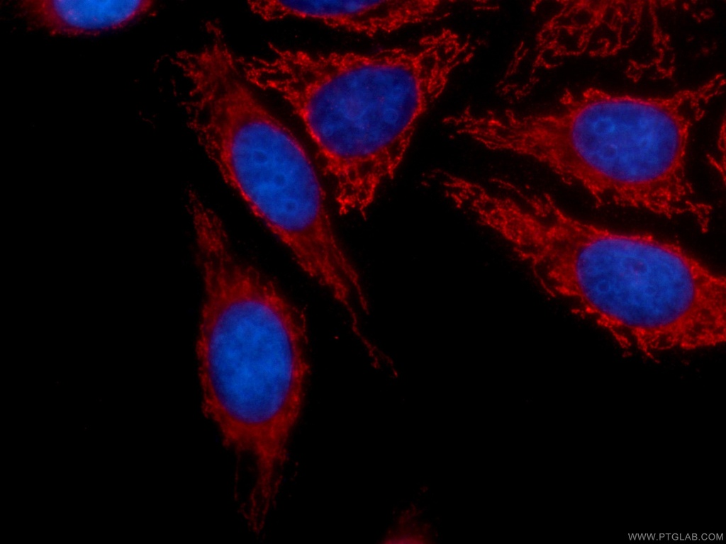 CoraLite®594-conjugated SERPINA10 Monoclonal antibody