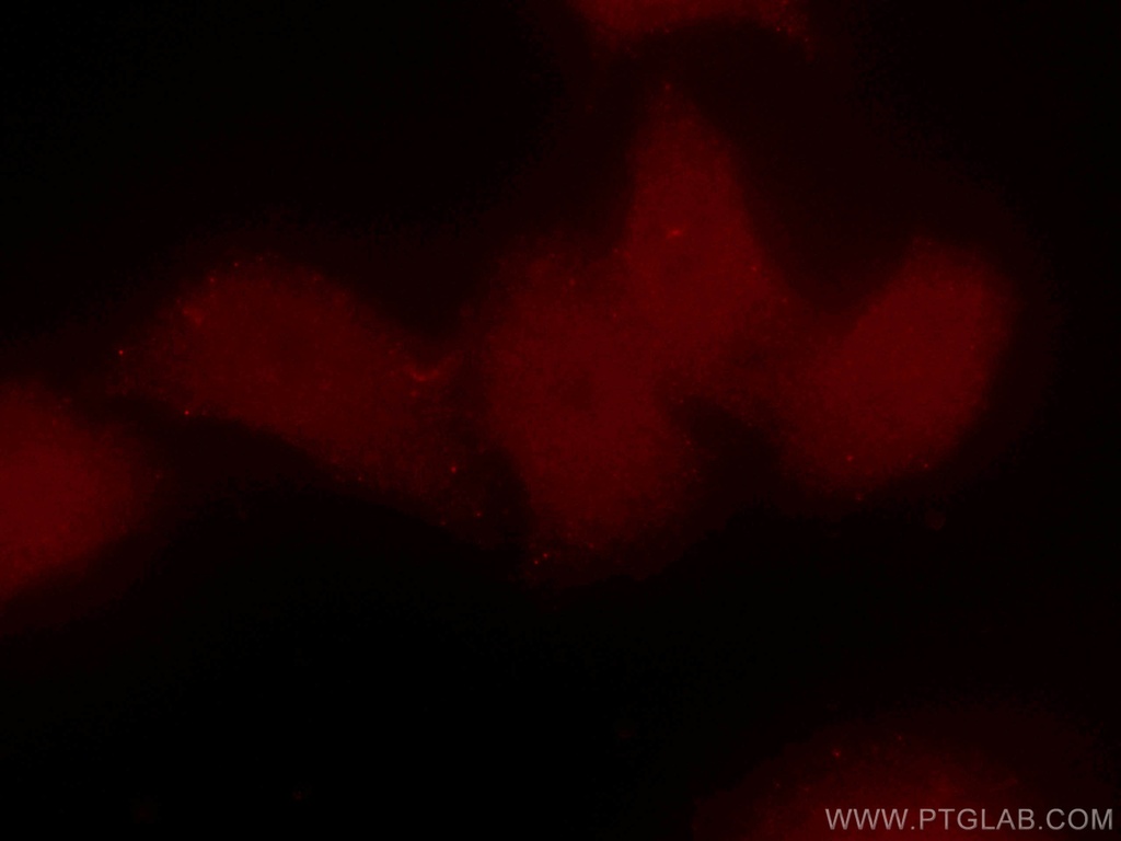 CoraLite®594-conjugated BRD8 Monoclonal antibody
