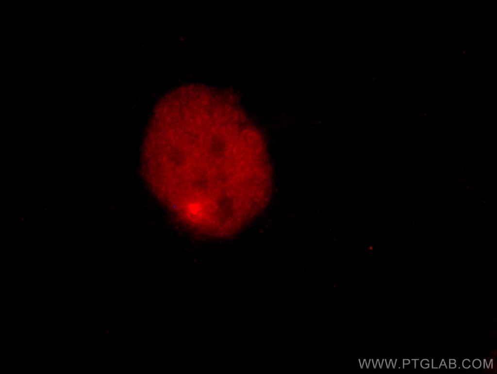 CoraLite®594-conjugated PAX8 Monoclonal antibody