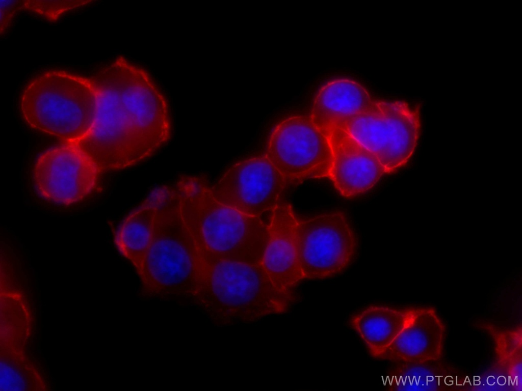 CoraLite®594-conjugated SNAP25 Monoclonal antibody