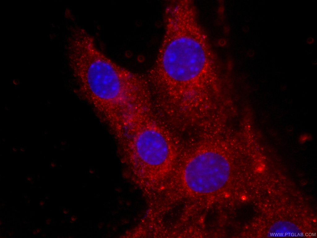 CoraLite®594-conjugated CKM-Specific Monoclonal antibody