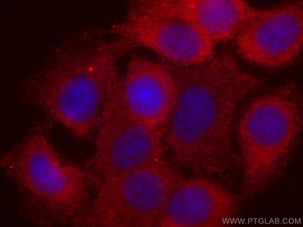 CoraLite®594-conjugated AKT Monoclonal antibody