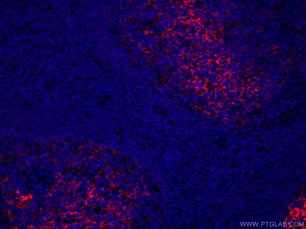 CoraLite®594-conjugated CD23 Monoclonal antibody