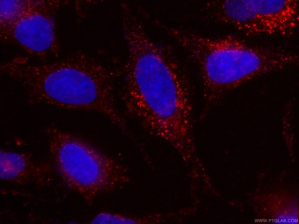 CoraLite®594-conjugated Cytoglobin Monoclonal antibody