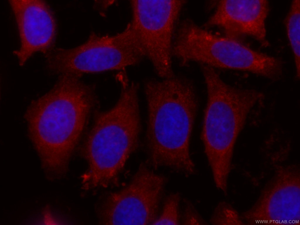 CoraLite®594-conjugated COTL1 Monoclonal antibody