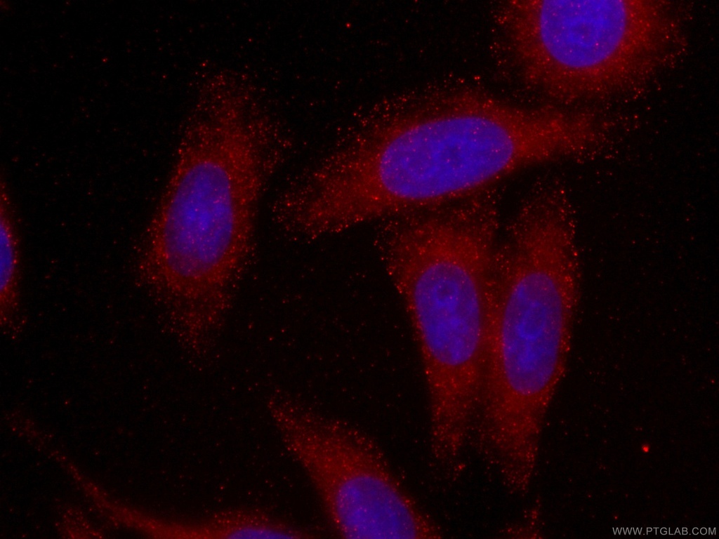 CoraLite®594-conjugated SMN-Exon7 Monoclonal antibody