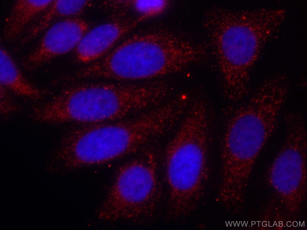 CoraLite®594-conjugated ATP5C1 Monoclonal antibody