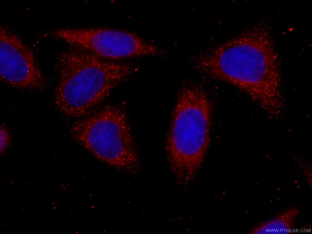 CoraLite®594-conjugated PRDX4 Monoclonal antibody