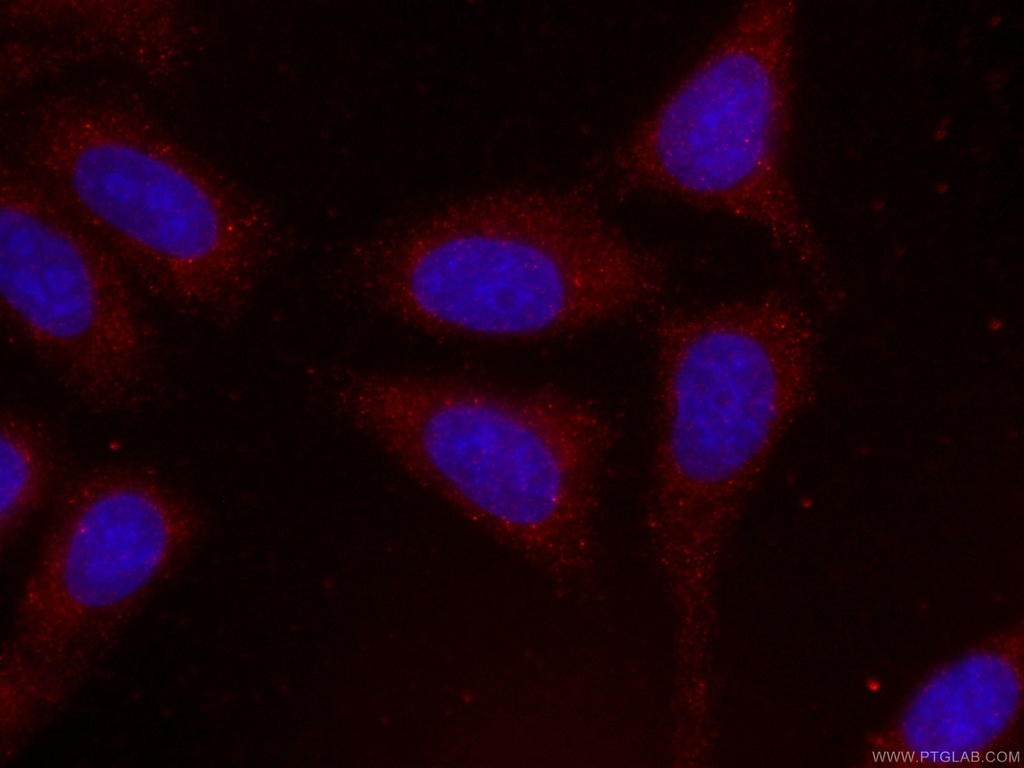 CoraLite®594-conjugated PTEN Monoclonal antibody