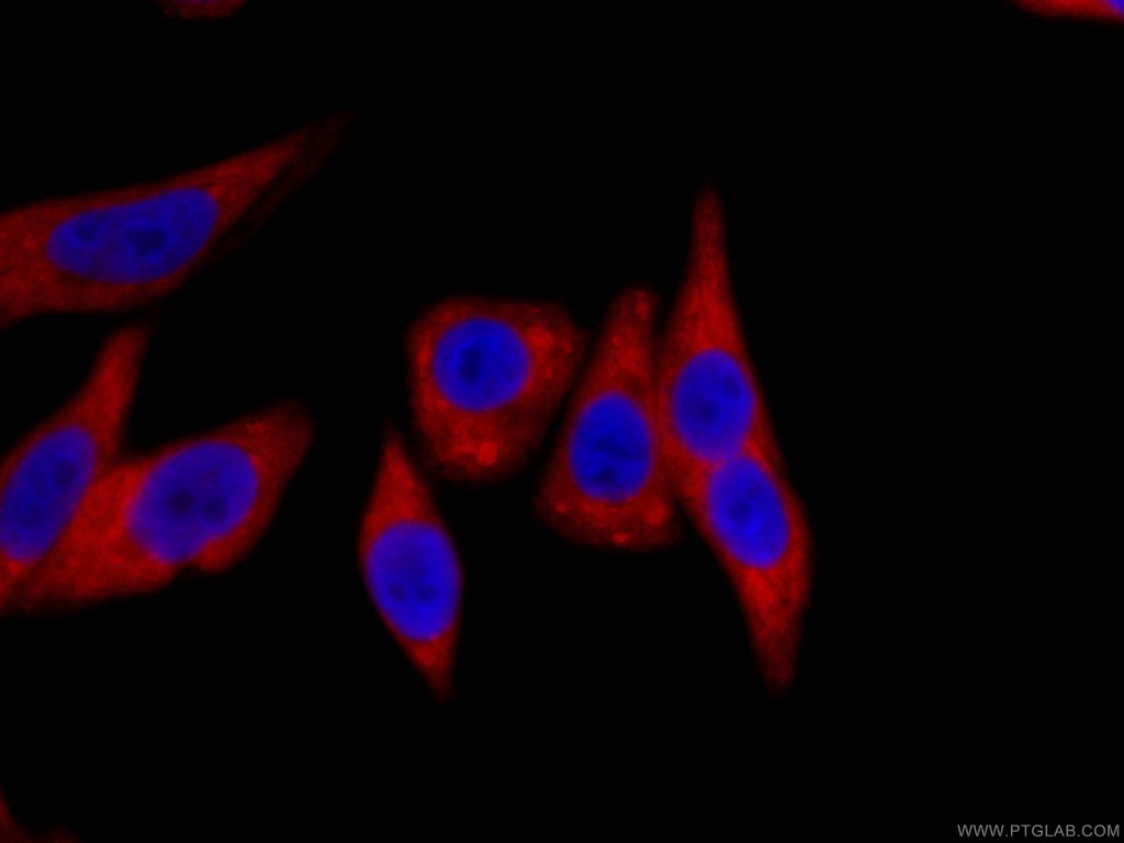 CoraLite®594-conjugated HSP90 Monoclonal antibody