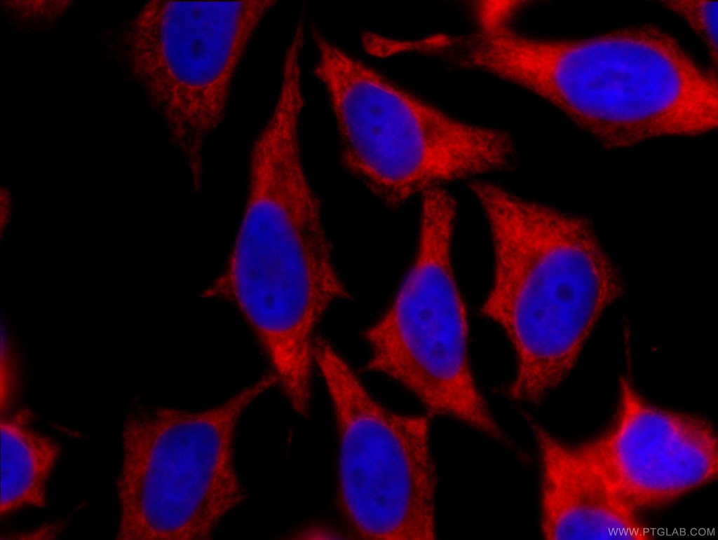 CoraLite®594-conjugated EEF1B2 Monoclonal antibody