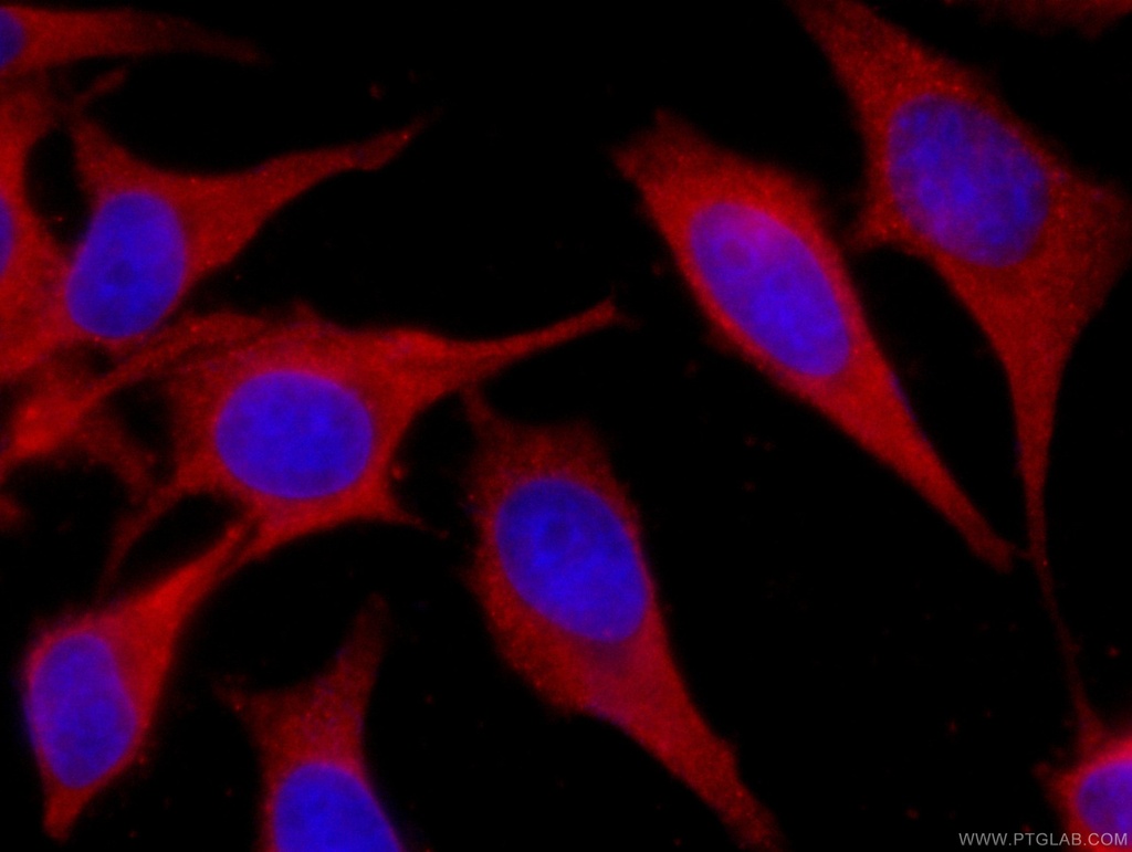 CoraLite®594-conjugated SEC5/EXOC2 Monoclonal antibody