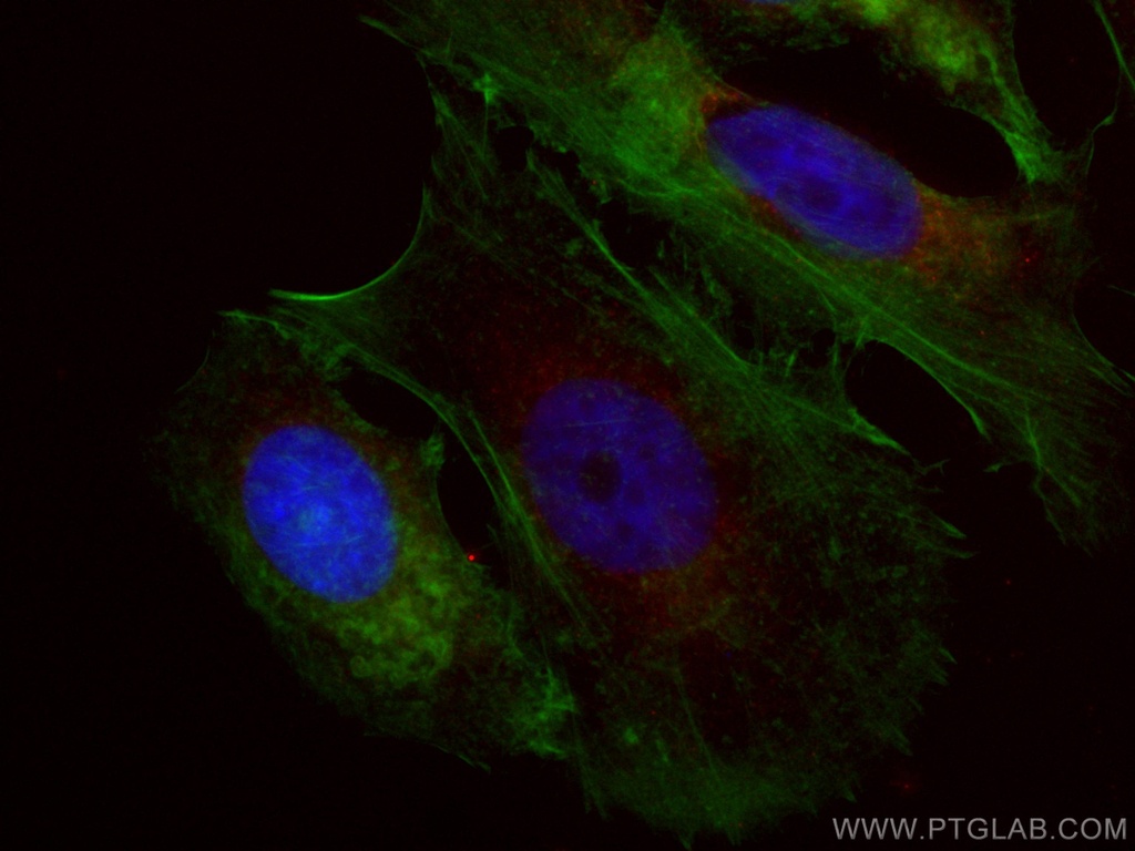 CoraLite®594-conjugated NDUFA4L2 Monoclonal antibody