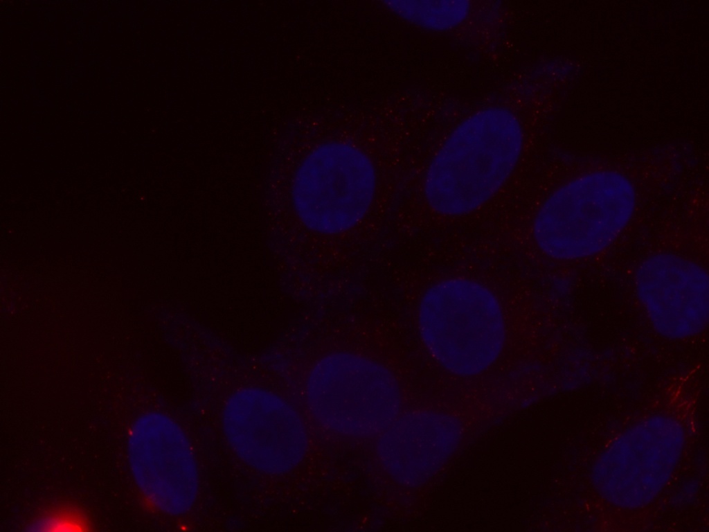 CoraLite®594-conjugated Albumin Monoclonal antibody