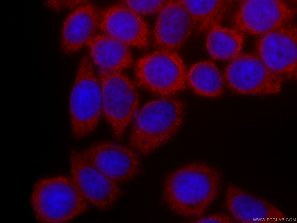 CoraLite®594-conjugated PA2G4 Monoclonal antibody