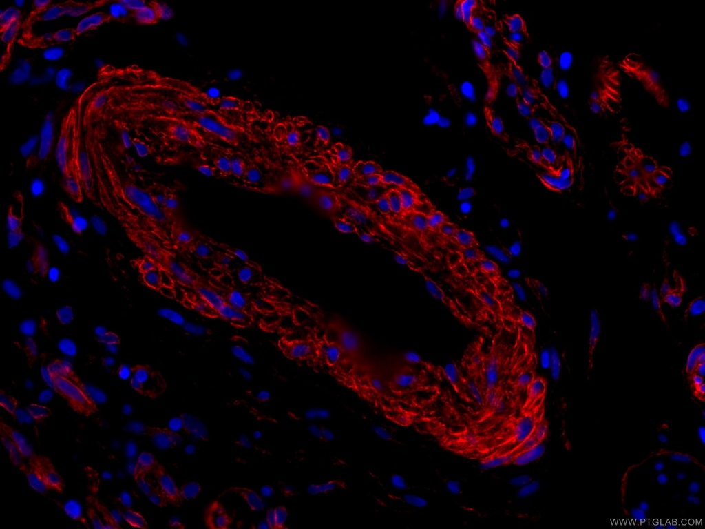 CoraLite®594-conjugated Caveolin-1 Monoclonal antibody