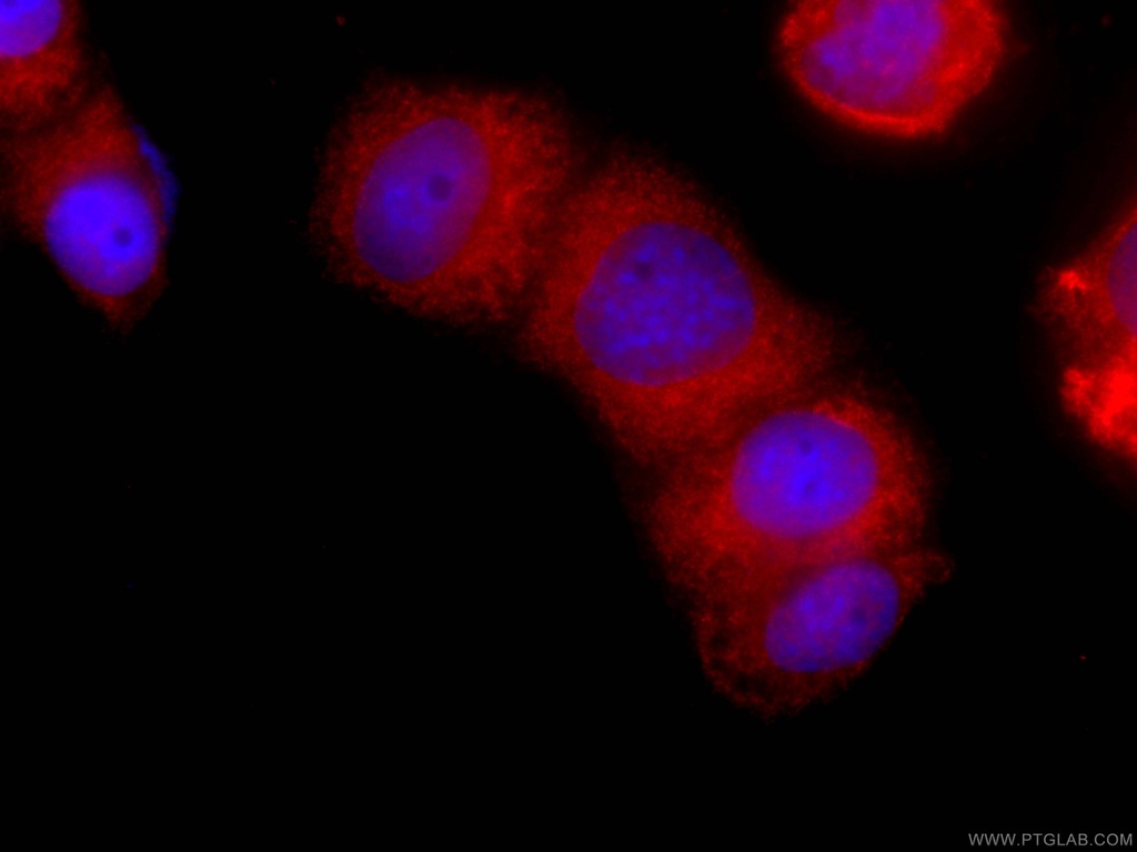 CoraLite®594-conjugated EPLIN Monoclonal antibody