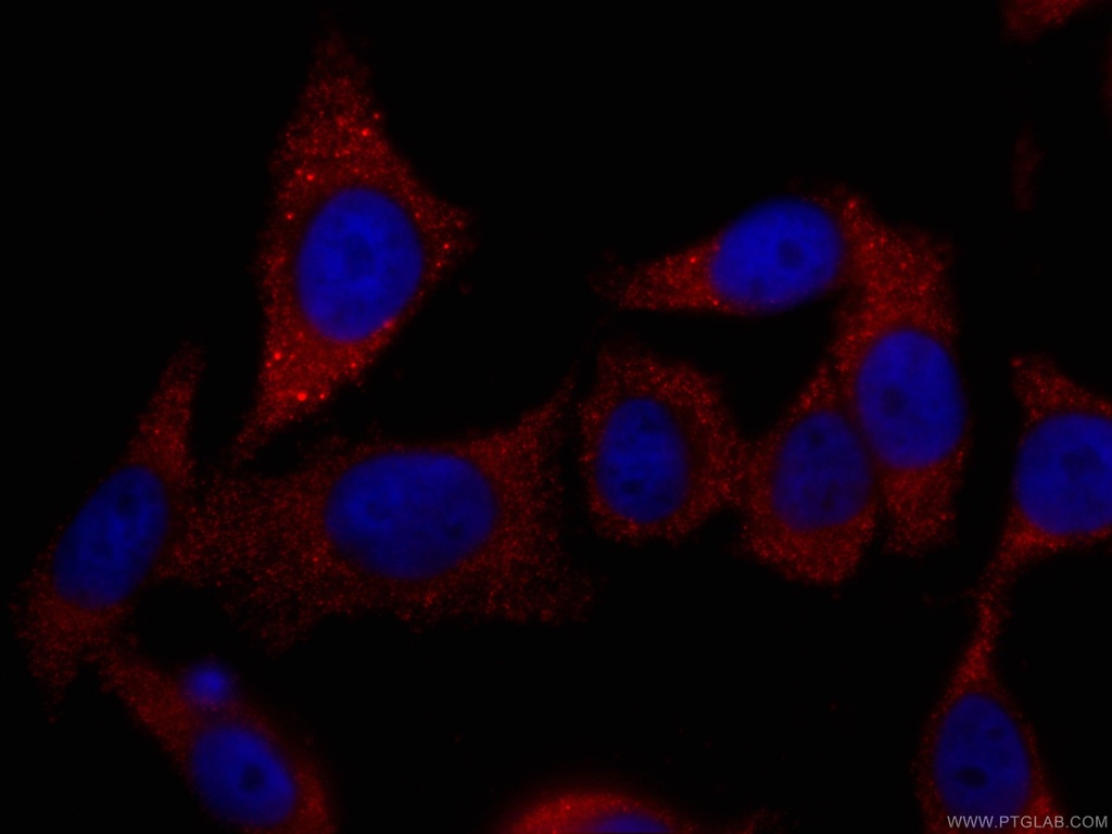 CoraLite®594-conjugated TELO2 Monoclonal antibody