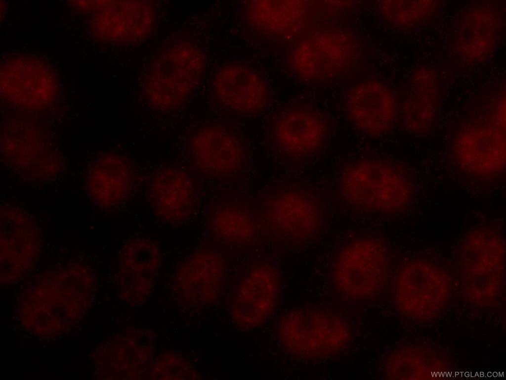 CoraLite®594-conjugated TFIP11 Monoclonal antibody
