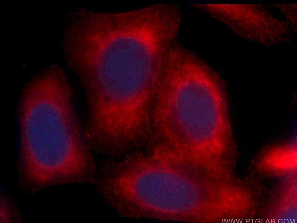 CoraLite®594-conjugated Arginase-1 Monoclonal antibody