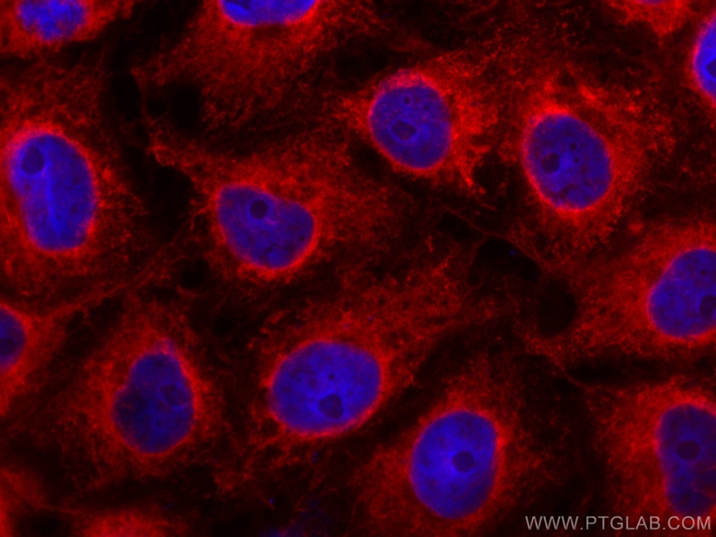 CoraLite®594-conjugated C9orf72 Monoclonal antibody