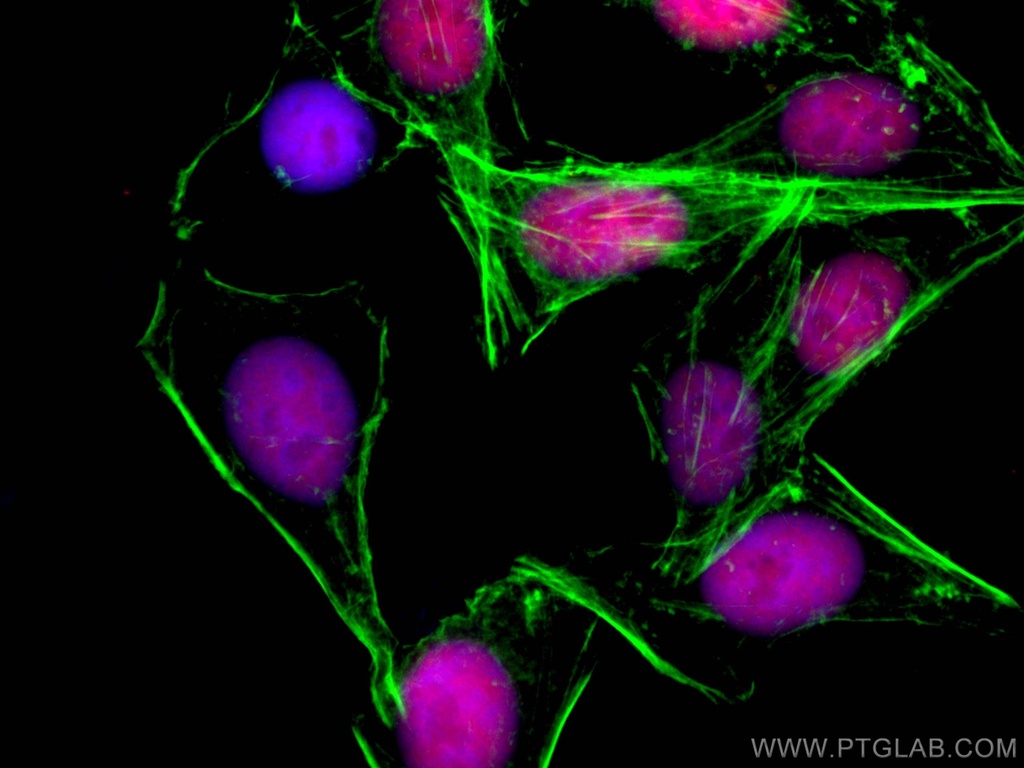 CoraLite®594-conjugated ANP32B Monoclonal antibody